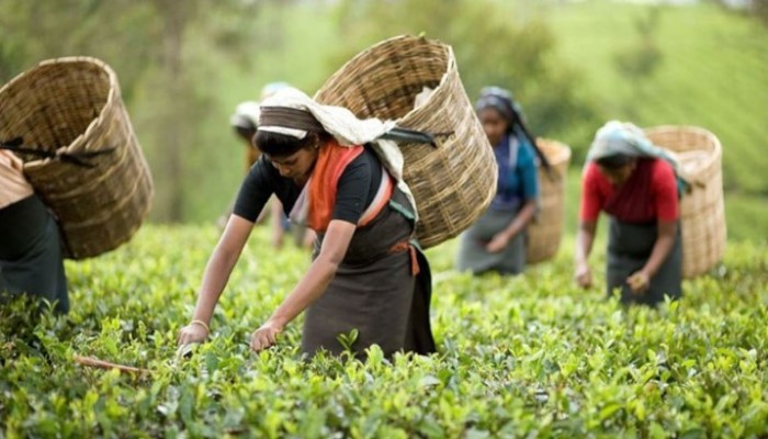 চা-শ্রমিকদের মজুরি  নির্ধারণের আহবান