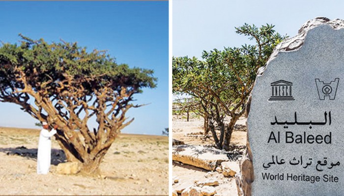 ওমানের ল্যান্ড অব ফ্রাংকিনসেন্স