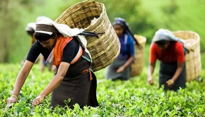 চা-শ্রমিকদের পাশে প্রধানমন্ত্রী
